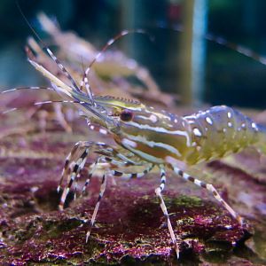 California Spot Prawn (Pandalus platyceros)