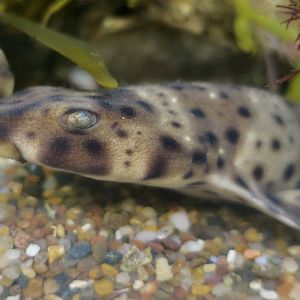 Swell Shark (Cephaloscyllium ventriosum) egg cases