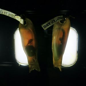 Swell Shark (Cephaloscyllium ventriosum) egg cases
