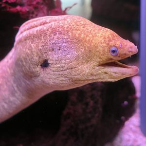 California Moray Eel (Gymnothorax mordax)