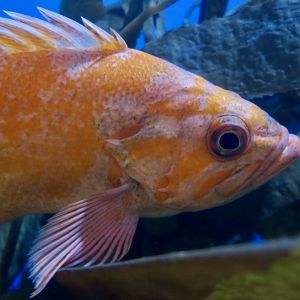 Canary Rockfish (Sebastes pinniger)