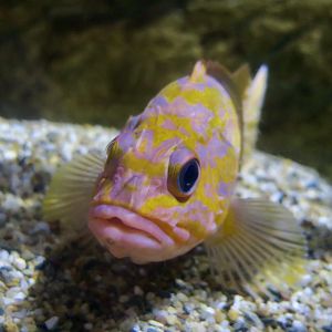 Rosy Rockfish (Sebastes rosaceus)