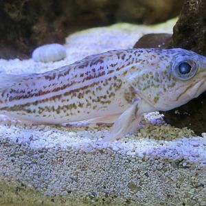 Greenstriped Rockfish (Sebastes elongatus)