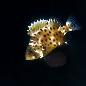 Giant Sea Bass (Stereolepis gigas) young