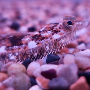 Speckled Sanddab (Citharichthys stigmaeus)