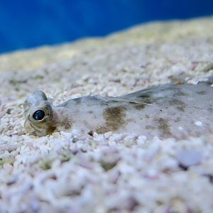 Hornyhead Turbot (Pleuronichthys verticalis)