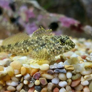 Woolly Sculpin (Clinocottus analis)