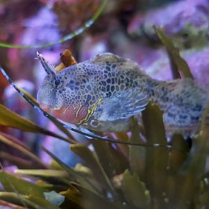 Bay Blenny (Hypsoblennius gentilis)