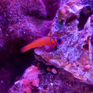 Blue-Banded Goby (Lythrypnus dalli)