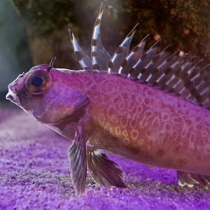Shortspine Combfish (Zaniolepis frenata)