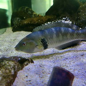 Rock Wrasse (Halichoeres semicinctus)