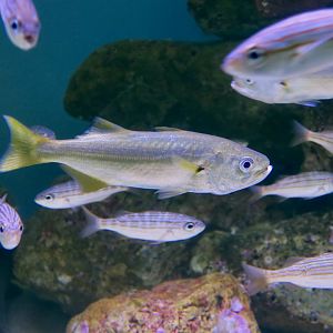 Queenfish (Seriphus politus) and California Salema (Xenistius californiensis)