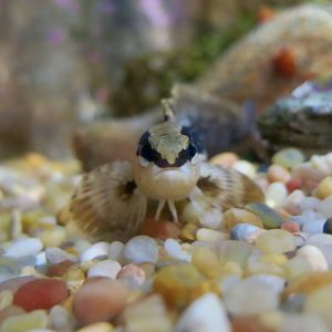 Masked Prickleback (Ernogrammus walkeri)