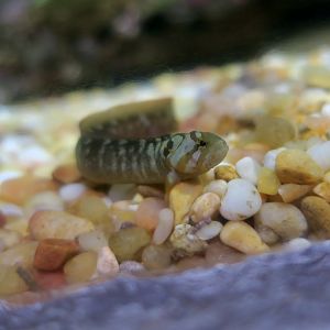 Monkeyface Prickleback (Cebidichthys violaceus) young