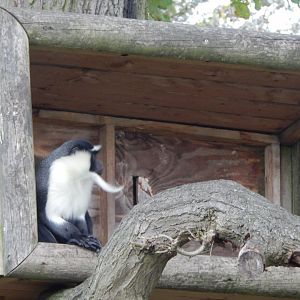 Into Africa - Roloway monkey 121024