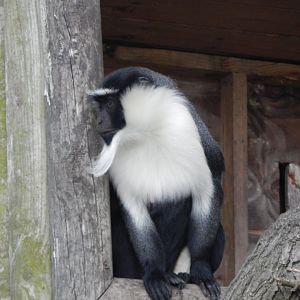 Into Africa - Roloway monkey 121024