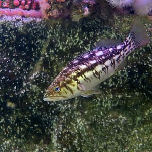 Kelp Bass (Paralabrax clathratus) young
