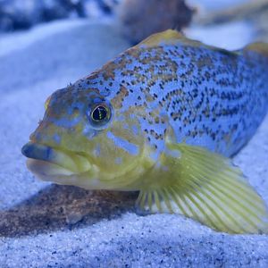 Kelp Greenling (Hexagrammos decagrammus) female