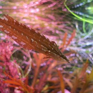 Giant Kelpfish (Heterostichus rostratus) young