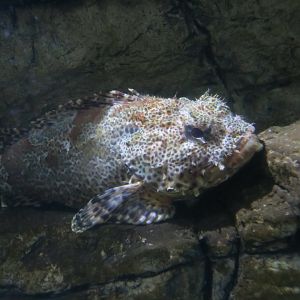 California Scorpionfish (Scorpaena guttata)