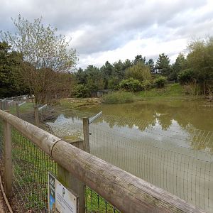 Amazonas - Giant otter habitat 121024