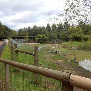 Amazonas - Giant otter habitat 121024