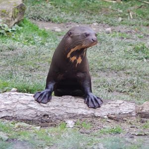Amazonas - Giant otter 121024