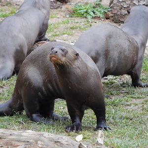 Amazonas - Giant otter 121024