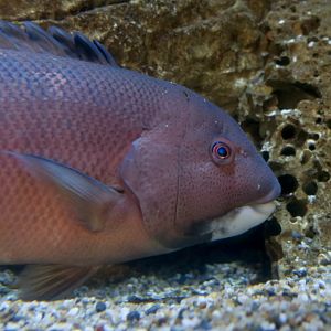 California Sheephead Wrasse (Semicossyphus pulcher)