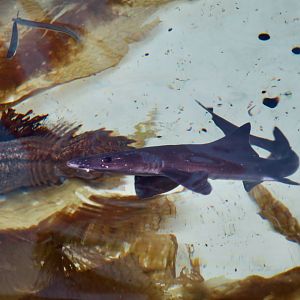 Gray Smooth-Hound (Mustelus californicus)