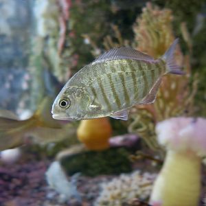 Barred Surfperch (Amphistichus argenteus)