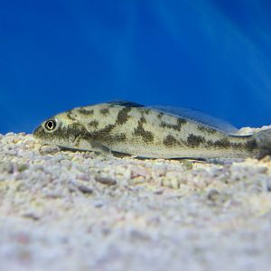 California Corbina (Menticirrhus undulatus) young