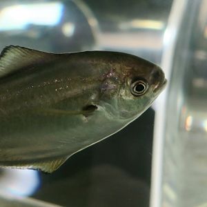 Pacific Pompano (Peprilus simillimus)