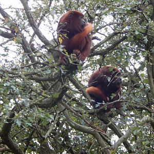 Amazonas - Venezuelan red howlers 121024