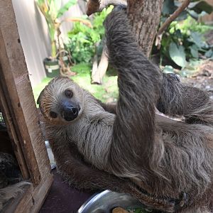 Linnaeus's two-toed sloth (Choloepus didactylus)