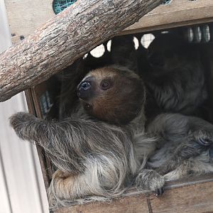 Linnaeus's two-toed sloth (Choloepus didactylus)