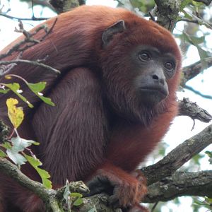Amazonas - Venezuelan red howler 121024