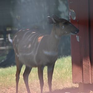 Sitatunga (Tragelaphus spekii)