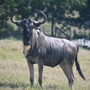 Eastern white-bearded wildebeest (Connochaetes taurinus albojubatus)