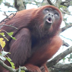 Amazonas - Venezuelan red howler 121024