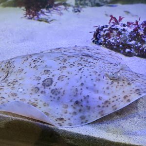 California Skate (Beringraja inornata)