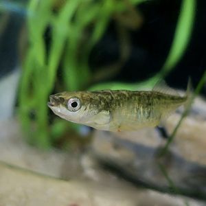 Threespine Stickleback (Gasterosteus aculeatus) female