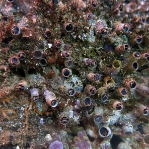 Scaled Wormsnail (Thylacodes squamigerus)