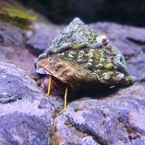 Wavy Turban Snail (Megastraea undosa)