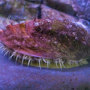 White Abalone (Haliotis sorenseni)