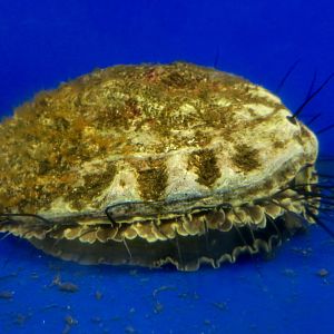 Red Abalone (Haliotis rufescens)
