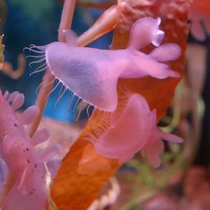 Hooded Nudibranch (Melibe leonina)