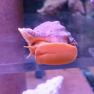 Kellet's Whelk (Kelletia kelletii)