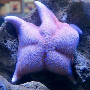 Bat Star (Patiria miniata)