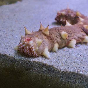 California Sea Cucumber (Apostichopus californicus)